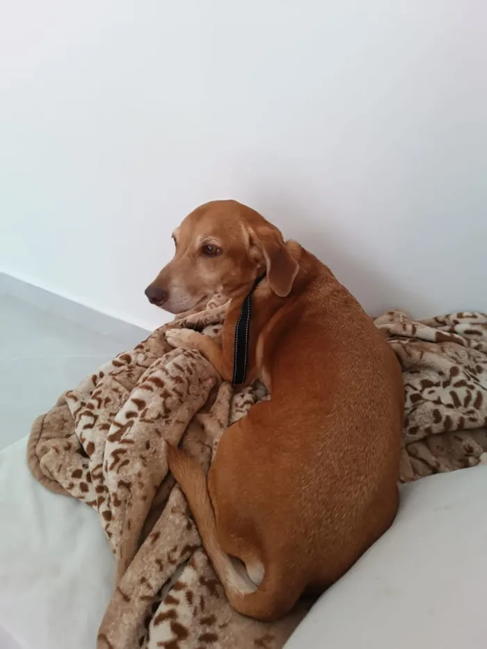 Cachorro raça SRD-ViraLata idade 6 ou mais anos nome Floki