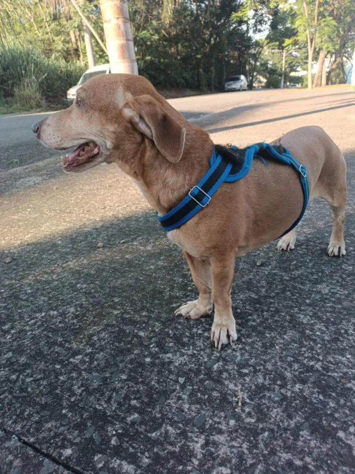 Cachorro raça SRD-ViraLata idade 6 ou mais anos nome Floki