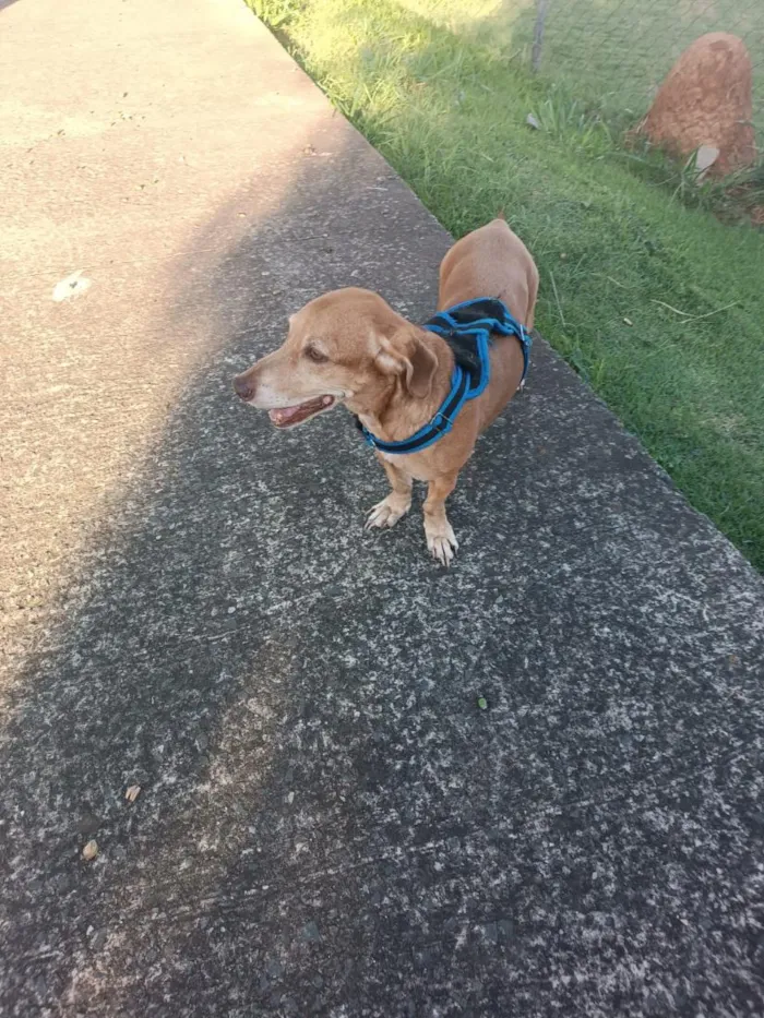 Cachorro raça SRD-ViraLata idade 6 ou mais anos nome Floki