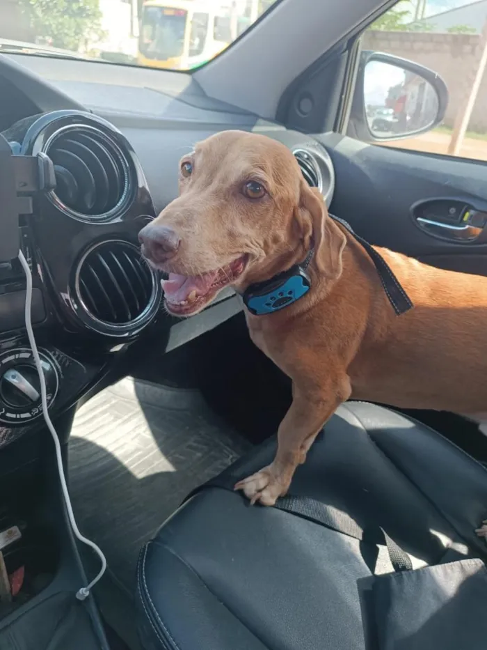 Cachorro raça SRD-ViraLata idade 6 ou mais anos nome Floki