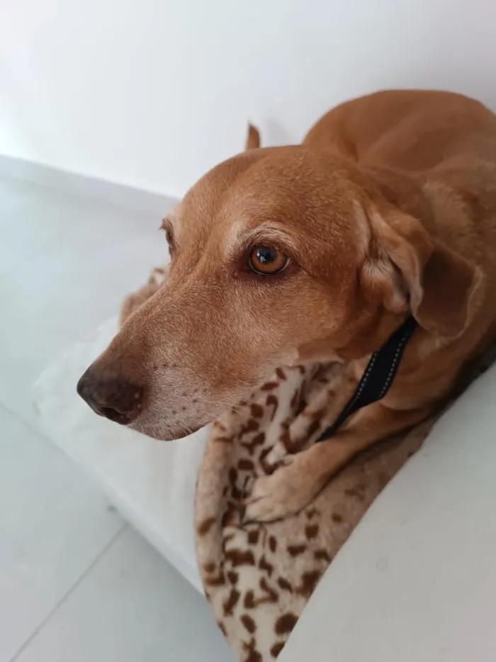 Cachorro raça SRD-ViraLata idade 6 ou mais anos nome Floki