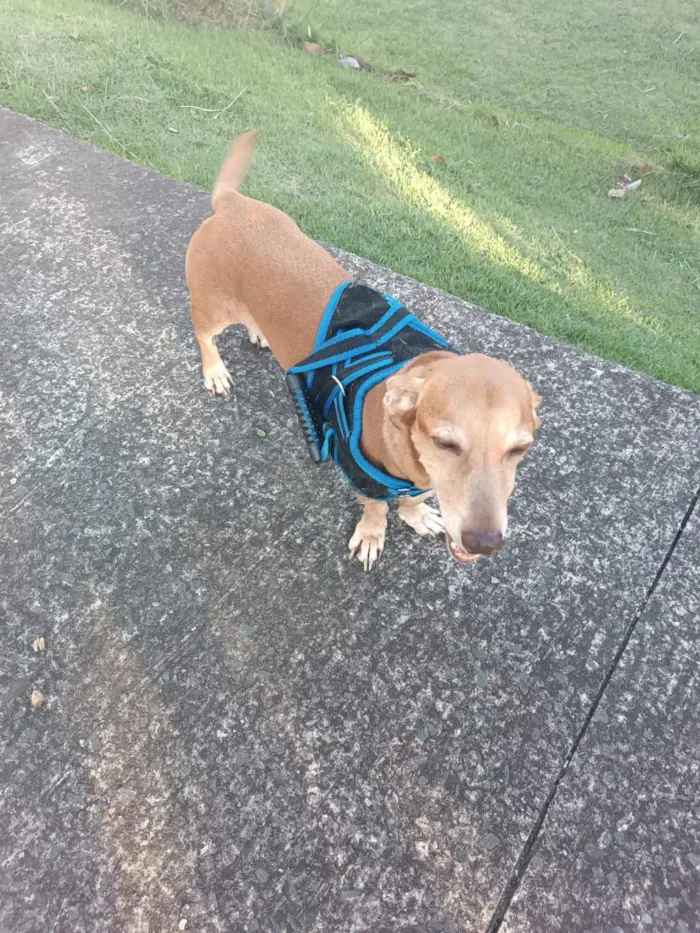 Cachorro raça SRD-ViraLata idade 6 ou mais anos nome Floki