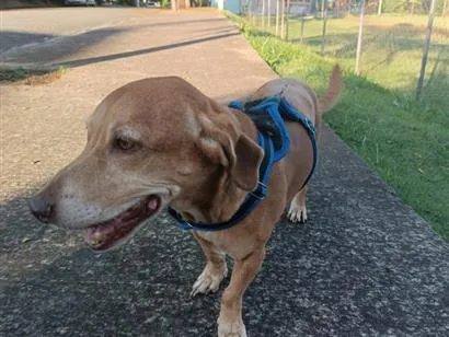 Cachorro raça SRD-ViraLata idade 6 ou mais anos nome Floki