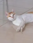 Gato para adoção 