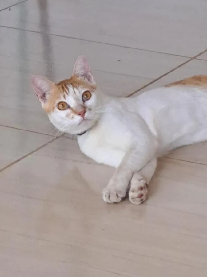 Gato raça SRD-ViraLata idade 1 ano nome Gato para adoção 