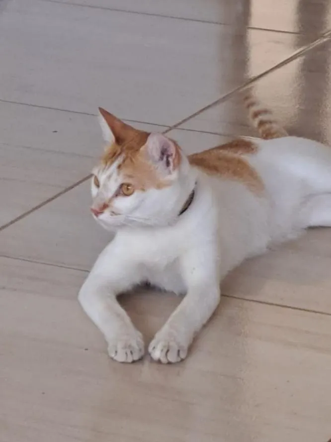 Gato raça SRD-ViraLata idade 1 ano nome Gato para adoção 