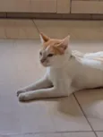 Gato para adoção 