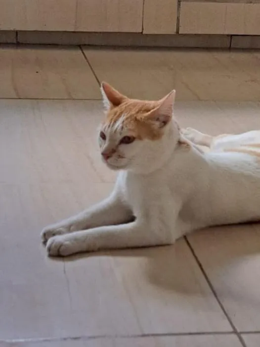 Gato raça SRD-ViraLata idade 1 ano nome Gato para adoção 