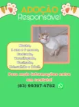 Gato para adoção 