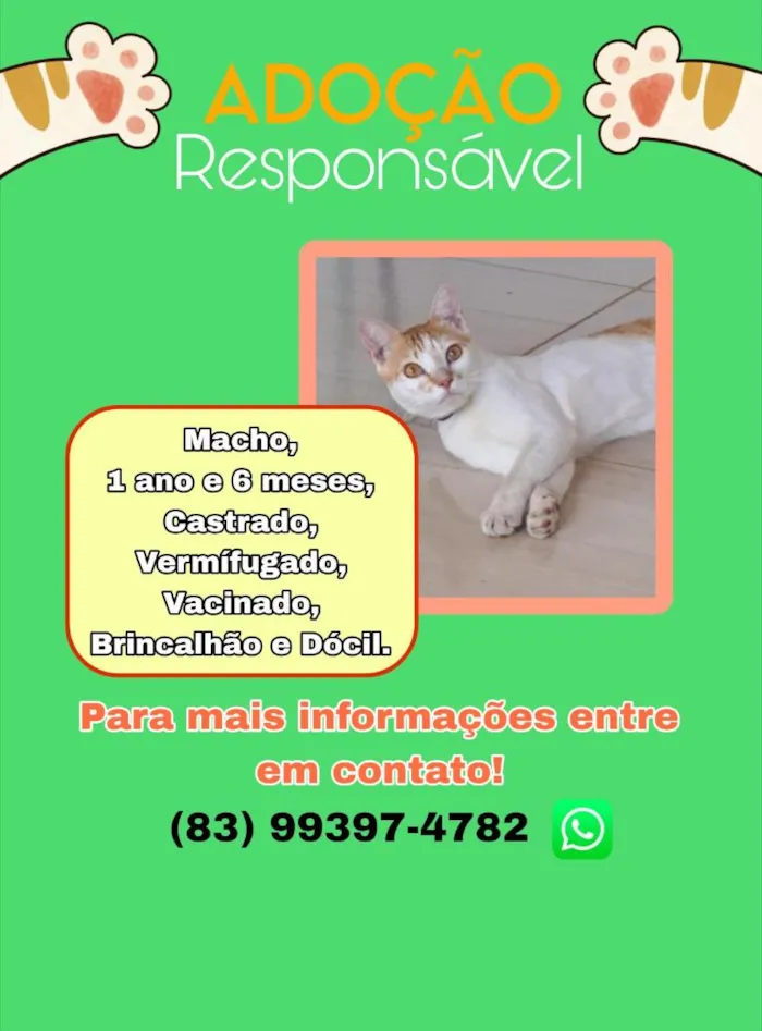 Gato raça SRD-ViraLata idade 1 ano nome Gato para adoção 