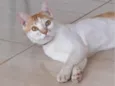 Gato para adoção 
