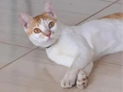 Gato raça SRD-ViraLata idade 1 ano nome Gato para adoção 
