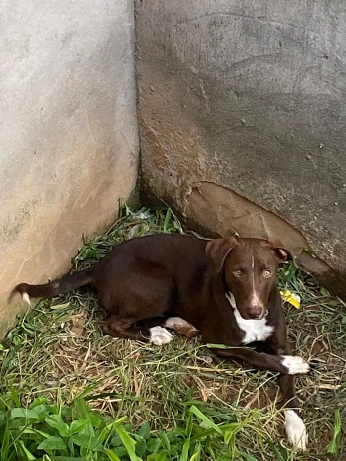 Cachorro raça SRD-ViraLata idade 1 ano nome Sem nome ainda