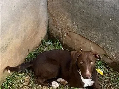 Cachorro raça SRD-ViraLata idade 1 ano nome Sem nome ainda