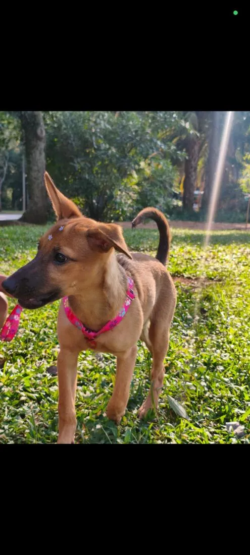 Cachorro raça SRD-ViraLata idade 2 a 6 meses nome Juliana