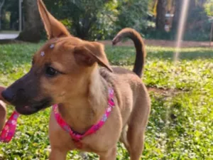 Cachorro raça SRD-ViraLata idade 2 a 6 meses nome Juliana