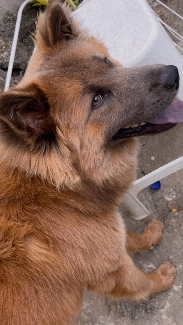 Cachorro raça Rottweiler idade 2 a 6 meses nome Zeus