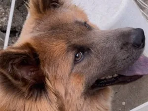 Cachorro raça Rottweiler idade 2 a 6 meses nome Zeus