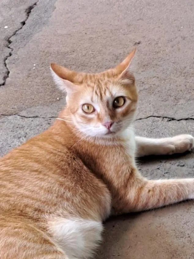 Gato raça SRD-ViraLata idade 1 ano nome Gata para adoção