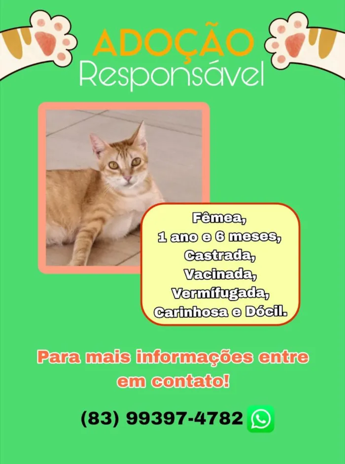 Gato raça SRD-ViraLata idade 1 ano nome Gata para adoção