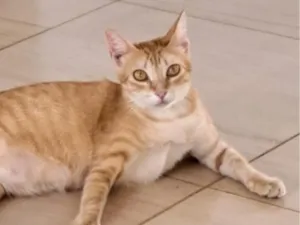 Gato raça SRD-ViraLata idade 1 ano nome Gata para adoção