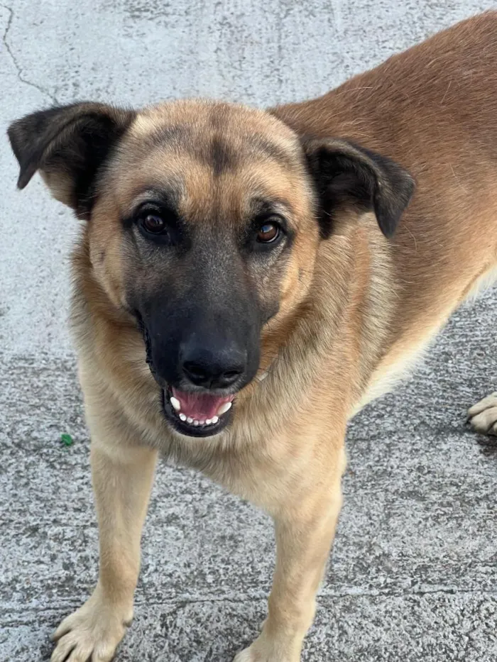 Cachorro raça SRD-ViraLata idade 3 anos nome Frederico