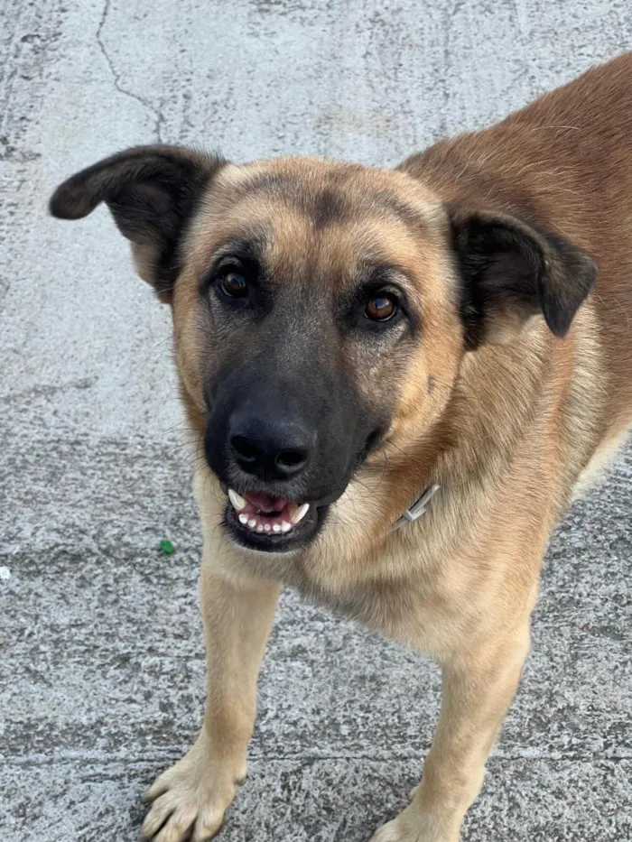 Cachorro raça SRD-ViraLata idade 3 anos nome Frederico