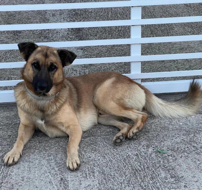 Cachorro raça SRD-ViraLata idade 3 anos nome Frederico