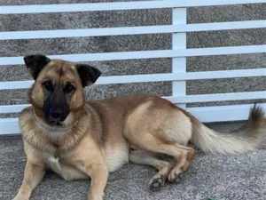 Cachorro raça SRD-ViraLata idade 3 anos nome Frederico