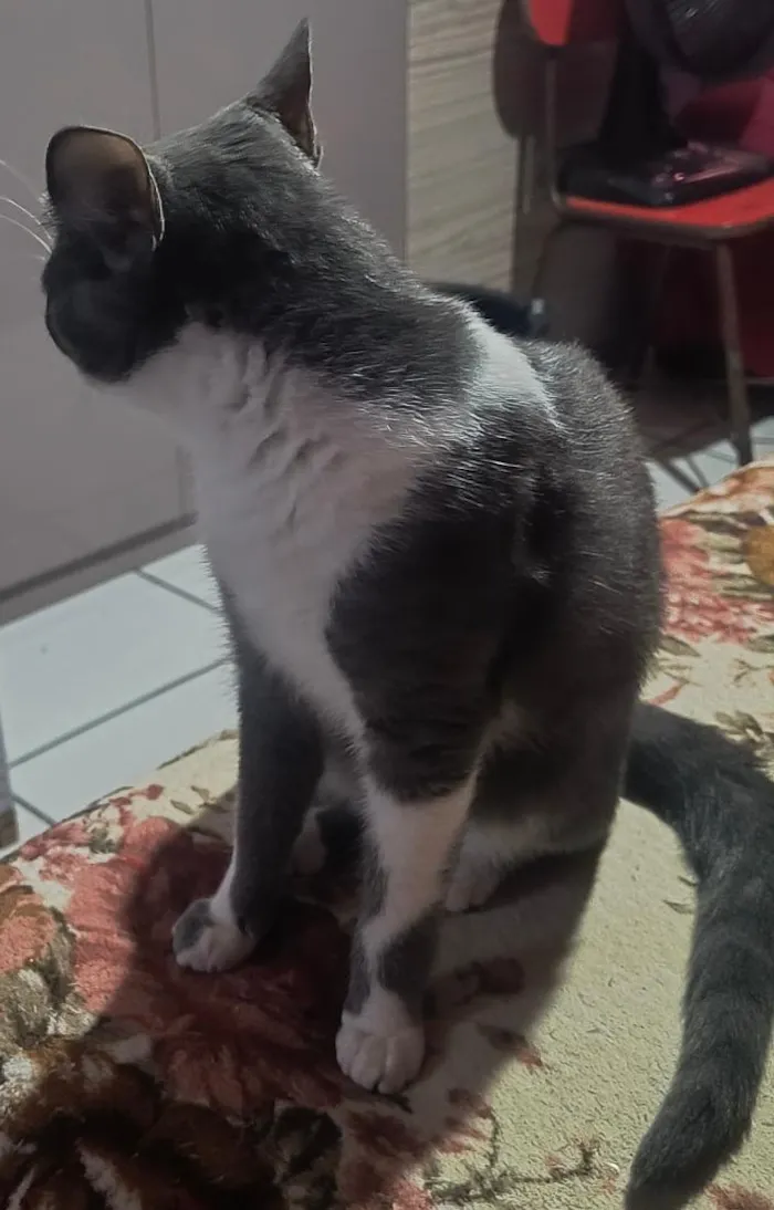 Gato raça SRD-ViraLata idade 2 a 6 meses nome Mel e a Princesa 