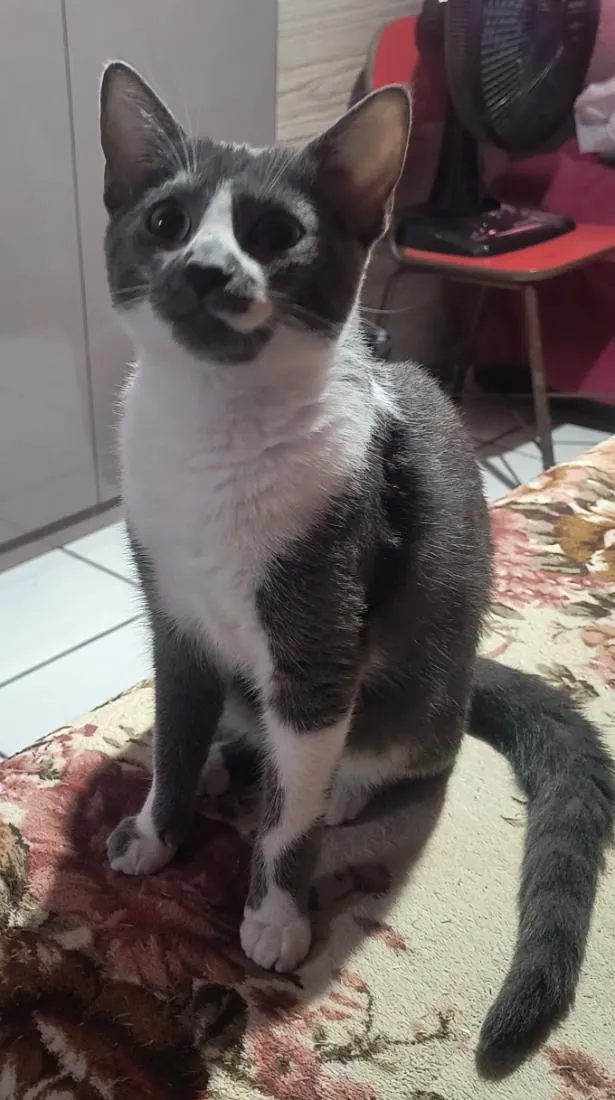 Gato raça SRD-ViraLata idade 2 a 6 meses nome Mel e a Princesa 