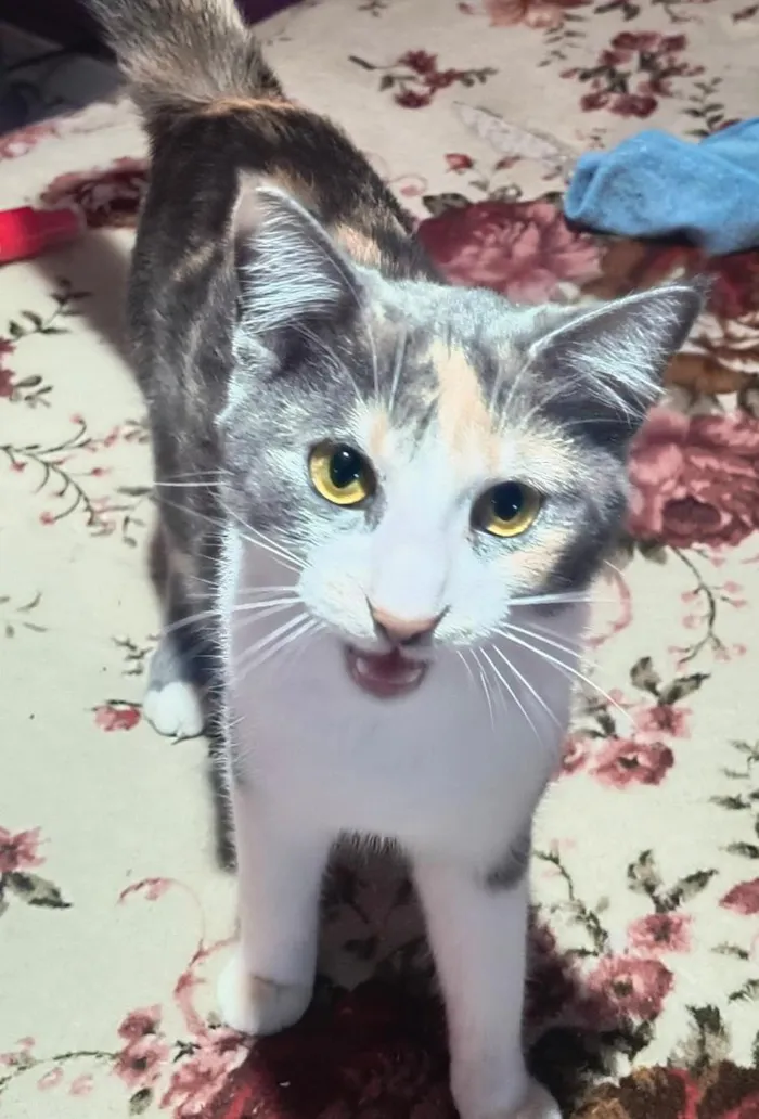 Gato raça SRD-ViraLata idade 2 a 6 meses nome Mel e a Princesa 