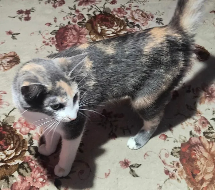 Gato raça SRD-ViraLata idade 2 a 6 meses nome Mel e a Princesa 