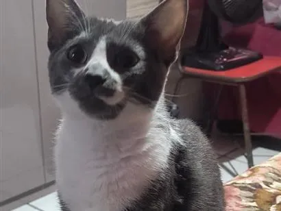 Gato raça SRD-ViraLata idade 2 a 6 meses nome Mel e a Princesa 