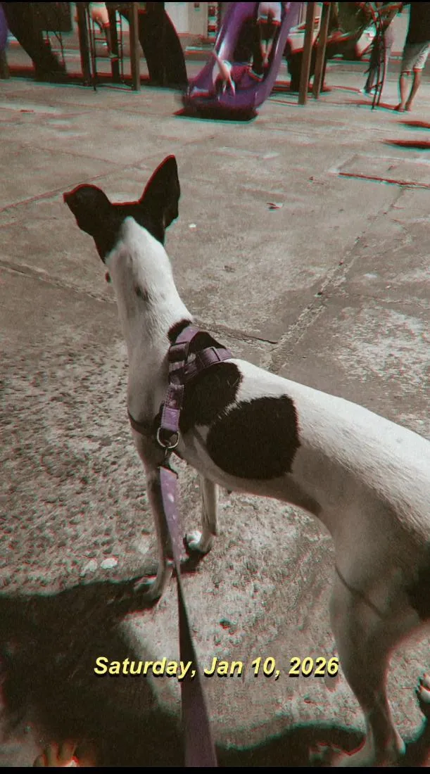 Cachorro raça SRD-ViraLata idade 2 a 6 meses nome não tem nome 