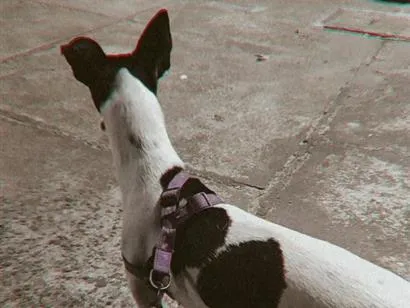 Cachorro raça SRD-ViraLata idade 2 a 6 meses nome não tem nome 