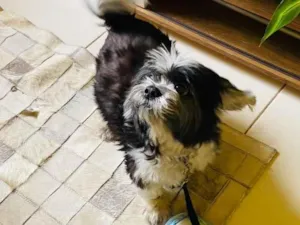 Cachorro raça Shitzu idade 4 anos nome Lucky