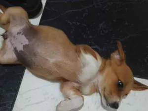 Cachorro raça SRD-ViraLata idade 2 a 6 meses nome mel