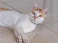 Gato para adoção 