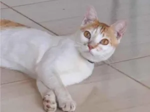 Gato raça SRD-ViraLata idade 1 ano nome Gato para adoção 