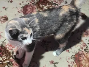 Gato raça SRD-ViraLata idade 2 a 6 meses nome Mel e a Princesa 