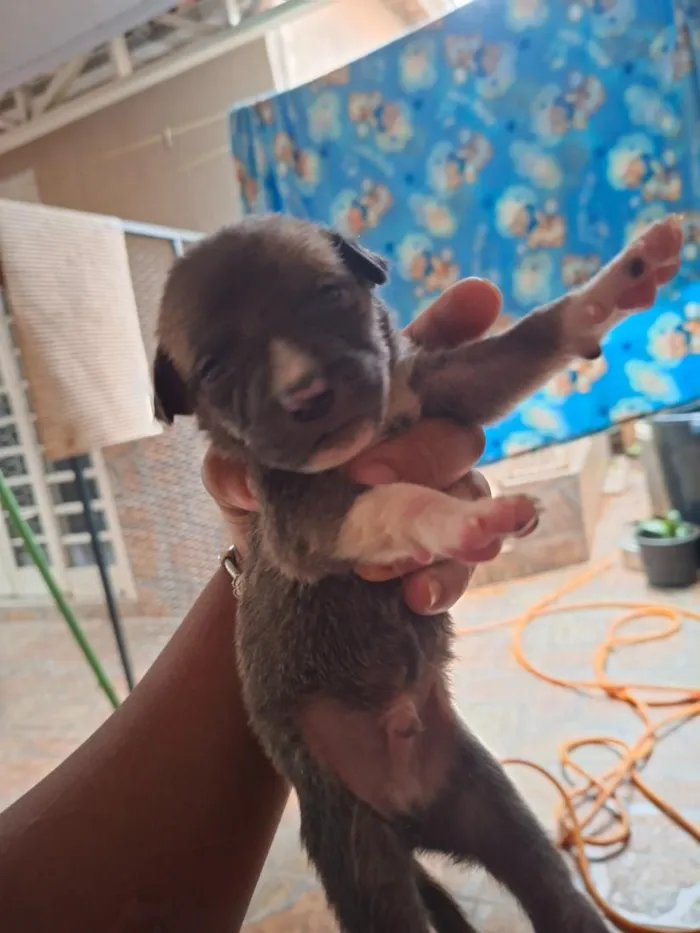 Cachorro raça SRD-ViraLata idade Abaixo de 2 meses nome filhotes 