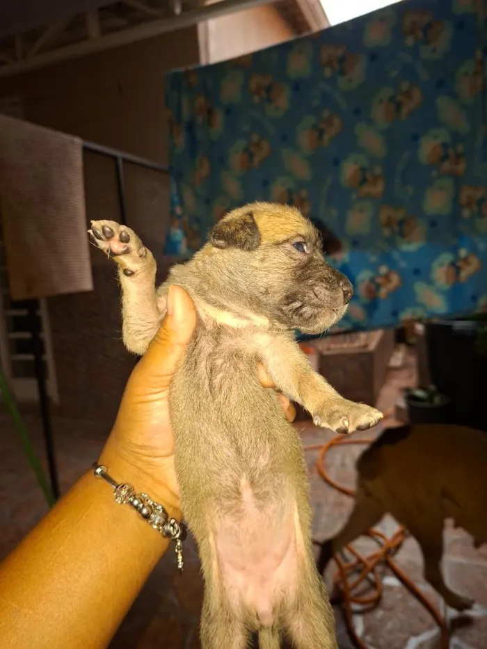 Cachorro raça SRD-ViraLata idade Abaixo de 2 meses nome filhotes 