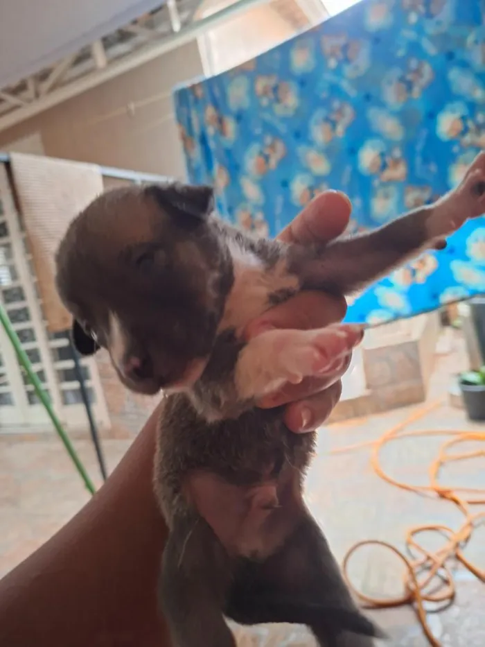 Cachorro raça SRD-ViraLata idade Abaixo de 2 meses nome filhotes 