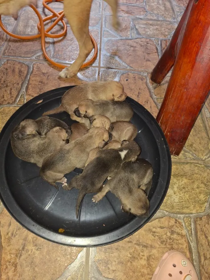 Cachorro raça SRD-ViraLata idade Abaixo de 2 meses nome filhotes 