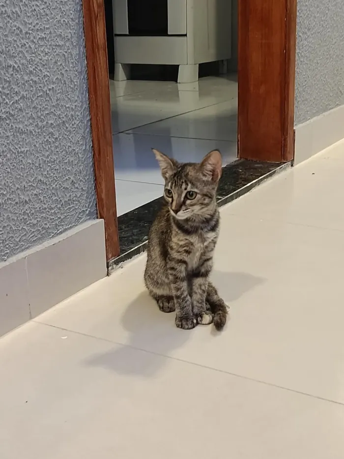 Gato raça SRD-ViraLata idade 2 a 6 meses nome Katarina