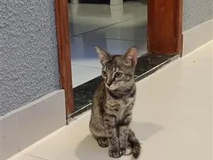 Gato raça SRD-ViraLata idade 2 a 6 meses nome Katarina
