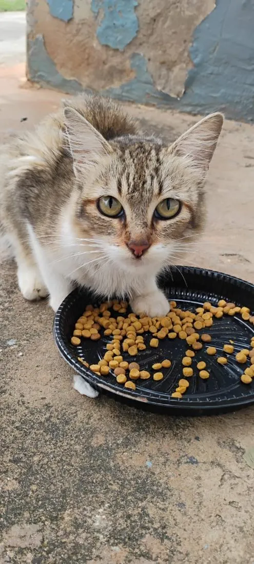 Gato raça SRD-ViraLata idade 1 ano nome Sem nome 