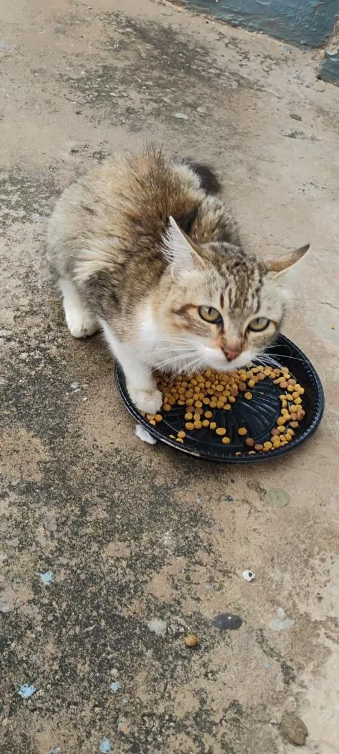 Gato raça SRD-ViraLata idade 1 ano nome Sem nome 