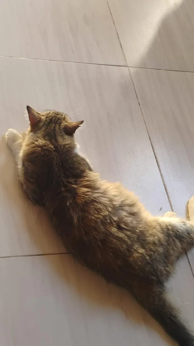 Gato raça SRD-ViraLata idade 1 ano nome Sem nome 